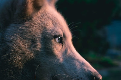 Close-up of dog