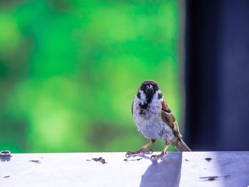 Close-up of bird perching on white background