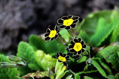 Close-up of yellow flowers