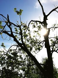 Low angle view of tree against sky