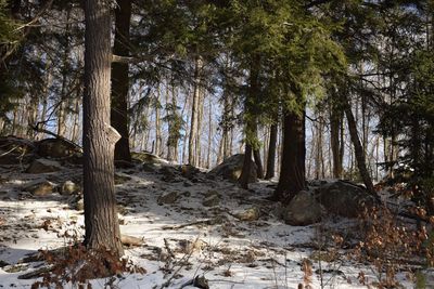 Trees growing on field in forest