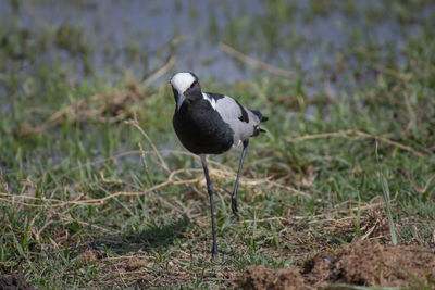 Bird perching on a field