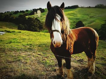 Horse standing on field against trees