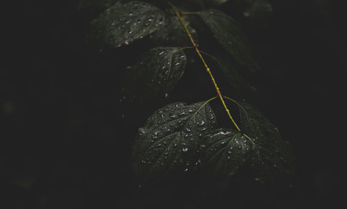 Close-up of wet leaf against black background