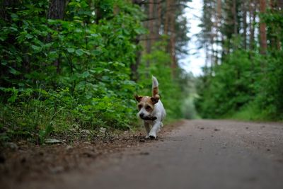 Dog on road