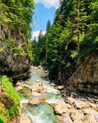 Stream flowing through rocks in forest