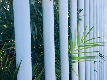 Close-up of bamboo plants on field