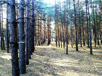 Dirt road passing through forest