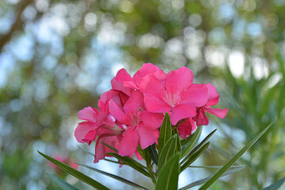 Close-up of pink flowering plant