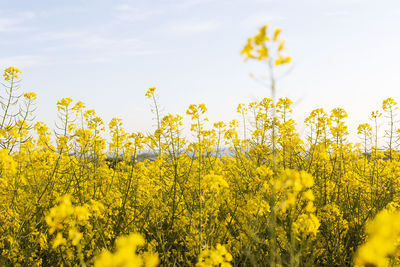Scenic view of oilseed rape field against sky