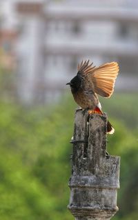 Close-up of bird flying over wooden post