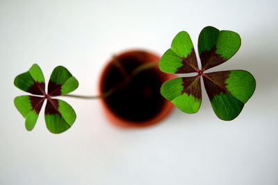 Close-up of four leaves clover against white background