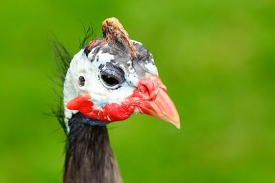 Close-up of guinea fowl