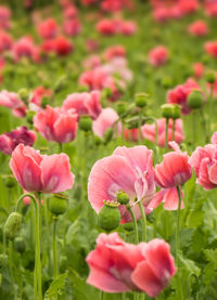 Close-up of pink flowers blooming outdoors