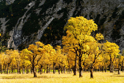 Trees in park during autumn