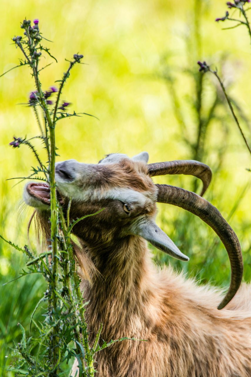 animal themes, one animal, mammal, animals in the wild, wildlife, focus on foreground, close-up, side view, nature, plant, domestic animals, looking away, animal head, day, outdoors, field, no people, branch, sitting, grass