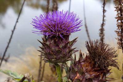 Close-up of purple thistle flowers