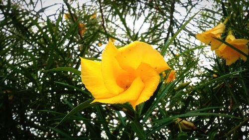 Close-up of yellow flower