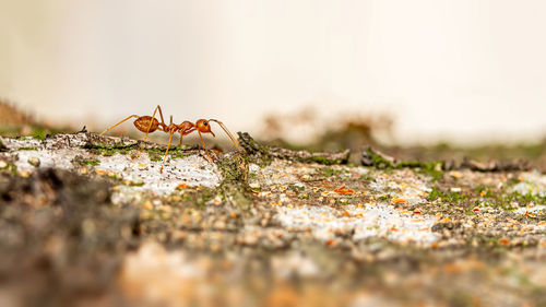 Close-up of ant on ground