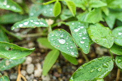 Close-up of raindrops on leaves