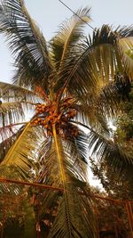 Low angle view of palm tree against sky