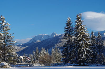 Pine trees on snow covered mountains against sky