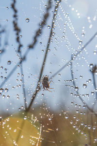 Close-up of spider on web