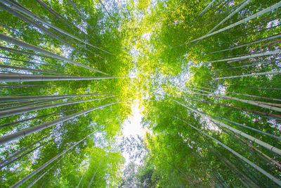 Low angle view of trees in forest