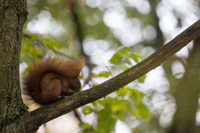 Close-up of red squirrel on tree against sky