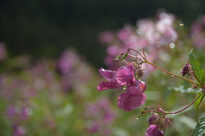 Close-up of cherry blossom