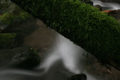 Close-up of stream flowing through moss
