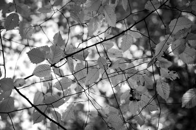 Close-up of flowering plant leaves on branch