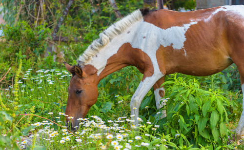 Horse grazing in a field