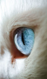 Extreme close-up of cat eye