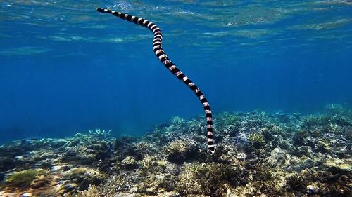 Close-up of jellyfish swimming in sea