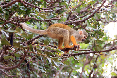 Low angle view of squirrel on tree