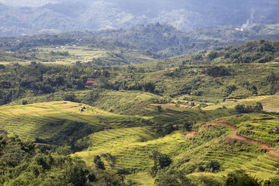 High angle view of agricultural field