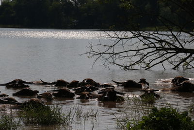 View of ducks swimming in lake