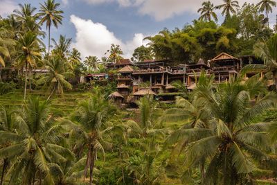 Panoramic shot of palm trees and plants on field