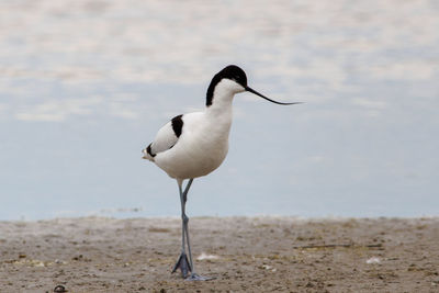 Bird on sand on sand