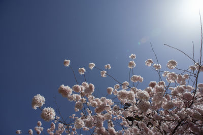 Low angle view of white flowering plants against clear blue sky