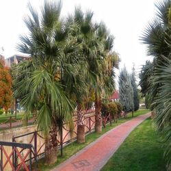 Palm trees in park against sky