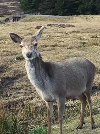 Portrait of horse standing on field