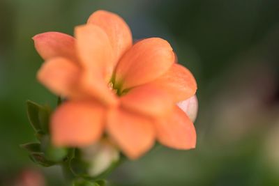 Close-up of orange flowering plant