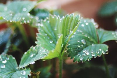 Close-up of wet plant leaves