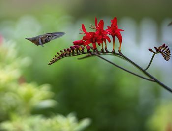 Close-up of hummingbird feeding on flower