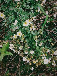 Close-up of white flowers blooming in field