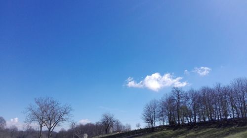Low angle view of trees against blue sky