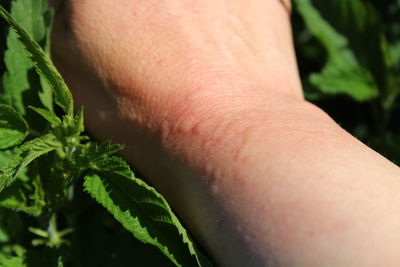 Close-up of human hand