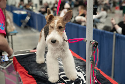 Close-up of a dog standing on a grooming table being judged in a dog show